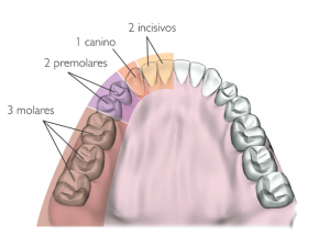 Denticiones