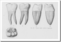 Anatomía del primer molar inferior