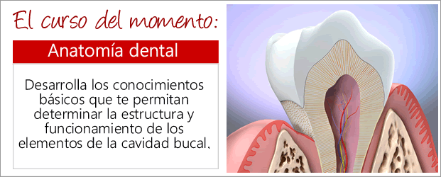 Curso de Anatomía Dental