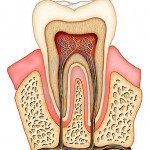 Introducción a la anatomía dental