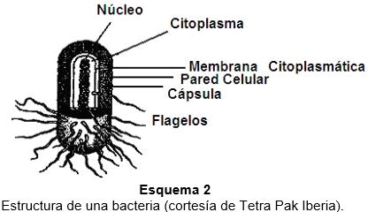 Núcleo de una bacteria